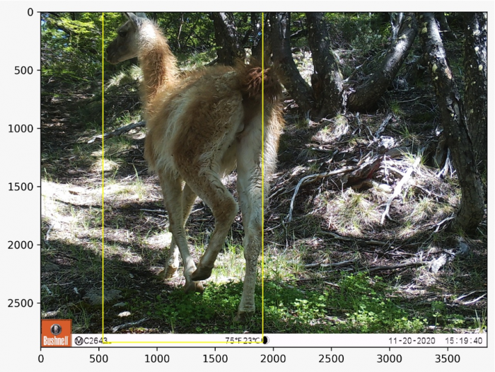Investigadores desarrollan Inteligencia Artificial para clasificar especies invasoras en Parques Nacionales