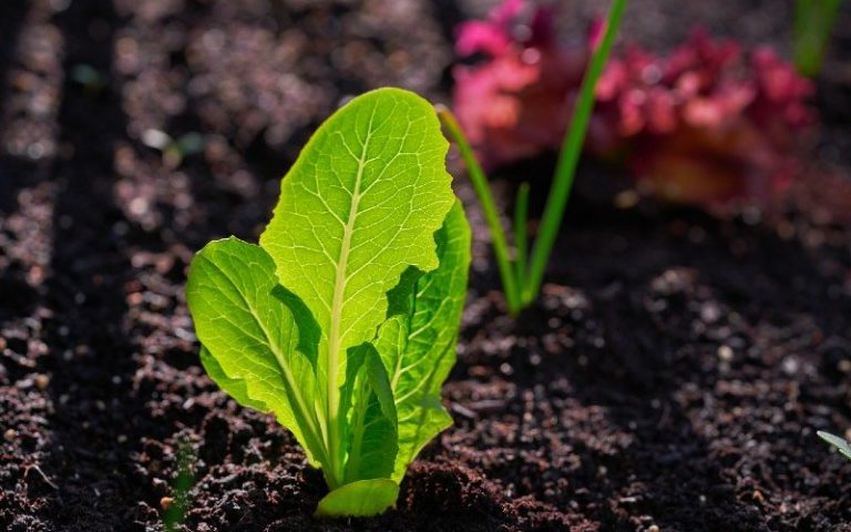 Investigación UBB identifica microorganismos que mejoran la productividad de verduras y hortalizas