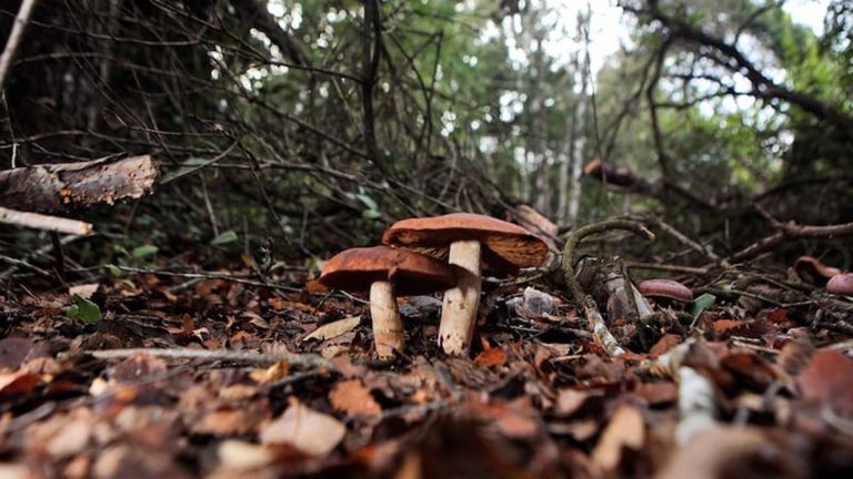 El silencioso rol del reino Fungi en el bosque nativo de Coyanmahuida